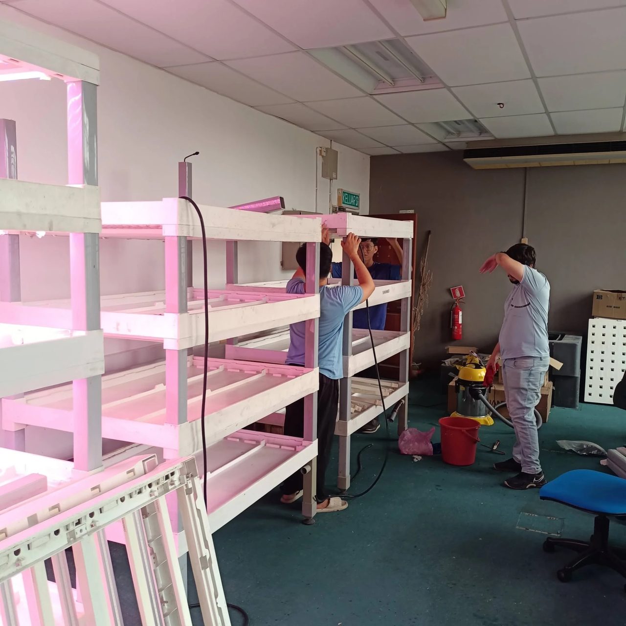 Team members reassemble the racks while the LED grow lights glow pink over the shelves